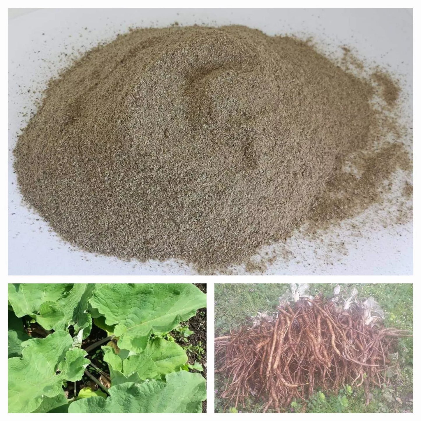 100% Burdock Root Powder 🌿 Arctium lap loose herbal herb Tea/tinctures☕🌿💊