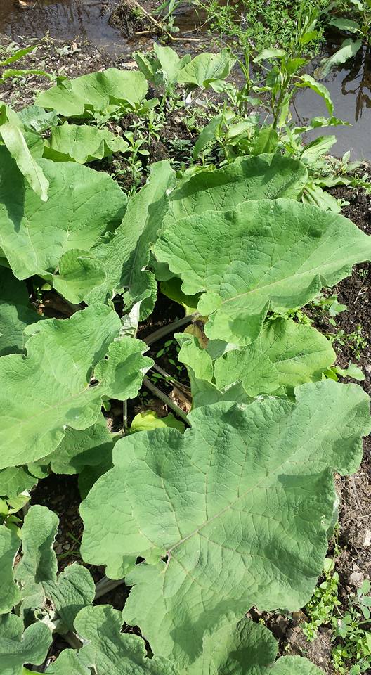 100% Burdock Root Powder 🌿 Arctium lap loose herbal herb Tea/tinctures☕🌿💊