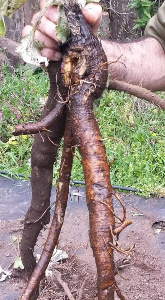 100% Burdock Root Powder 🌿 Arctium lap loose herbal herb Tea/tinctures☕🌿💊
