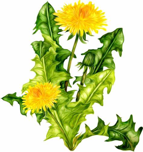 100% Dandelion Root ORGANIC Taraxacum officinale dried loose herbal tea Saltadorio Herbs