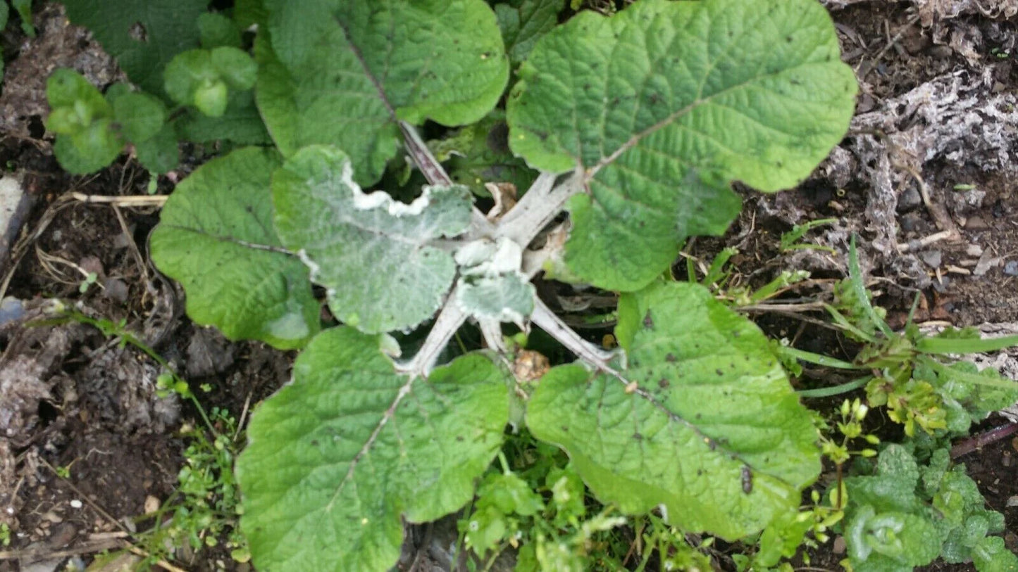100% Burdock root Wild harvested cut loose dried herbal herb tea/medical herb/infusion βπ
