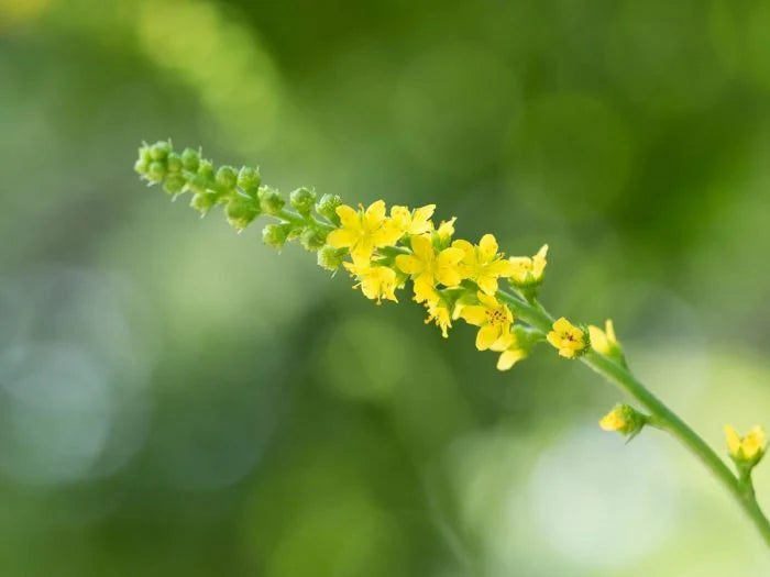 100% ORGANIC Agrimony Herb 🌿Wild harvested loose dried herb tea/tincture🍵⚗💊