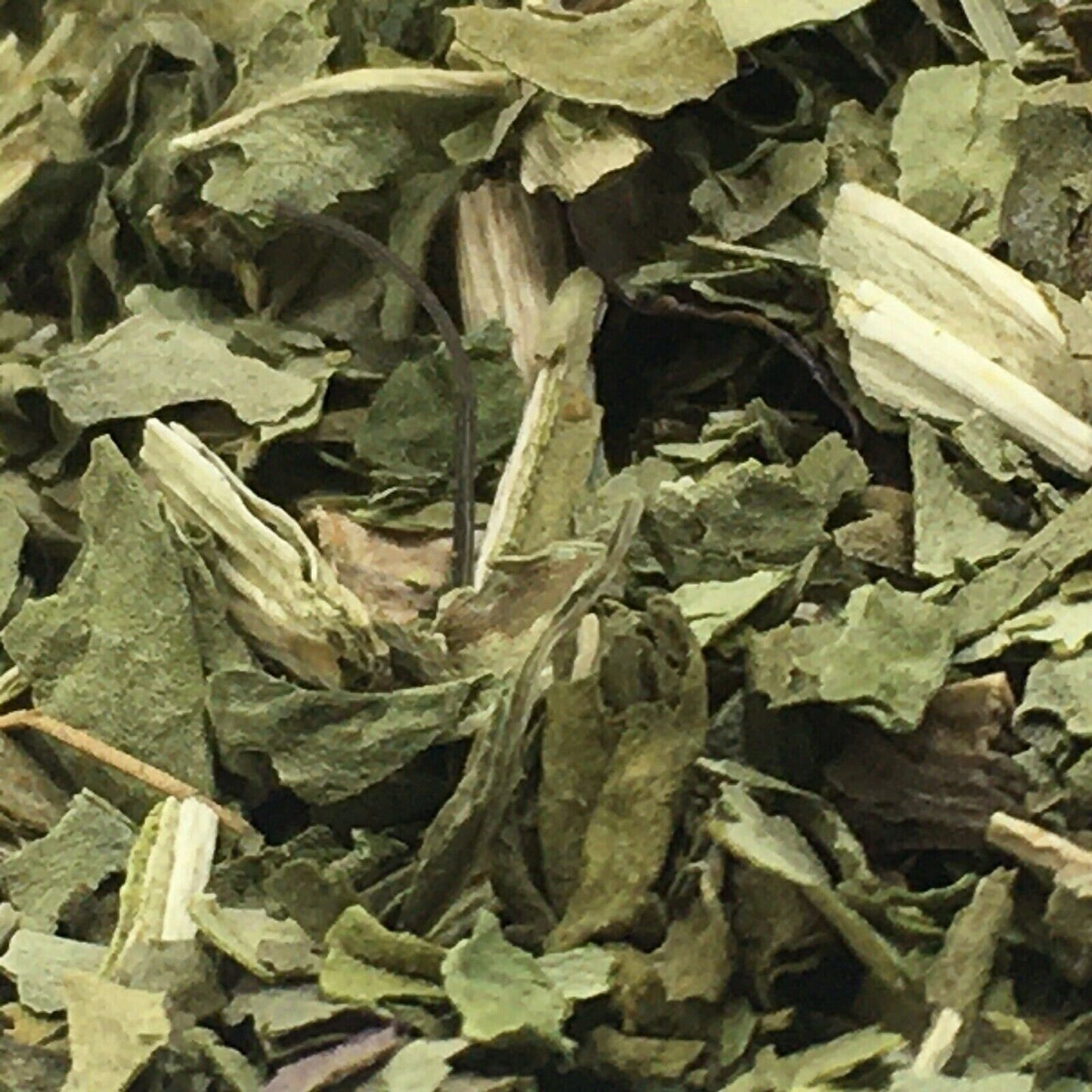 100% Plantain leaf🌿 Plantago major, Greater broadleaf, Dried herbal Herb tea 🍵