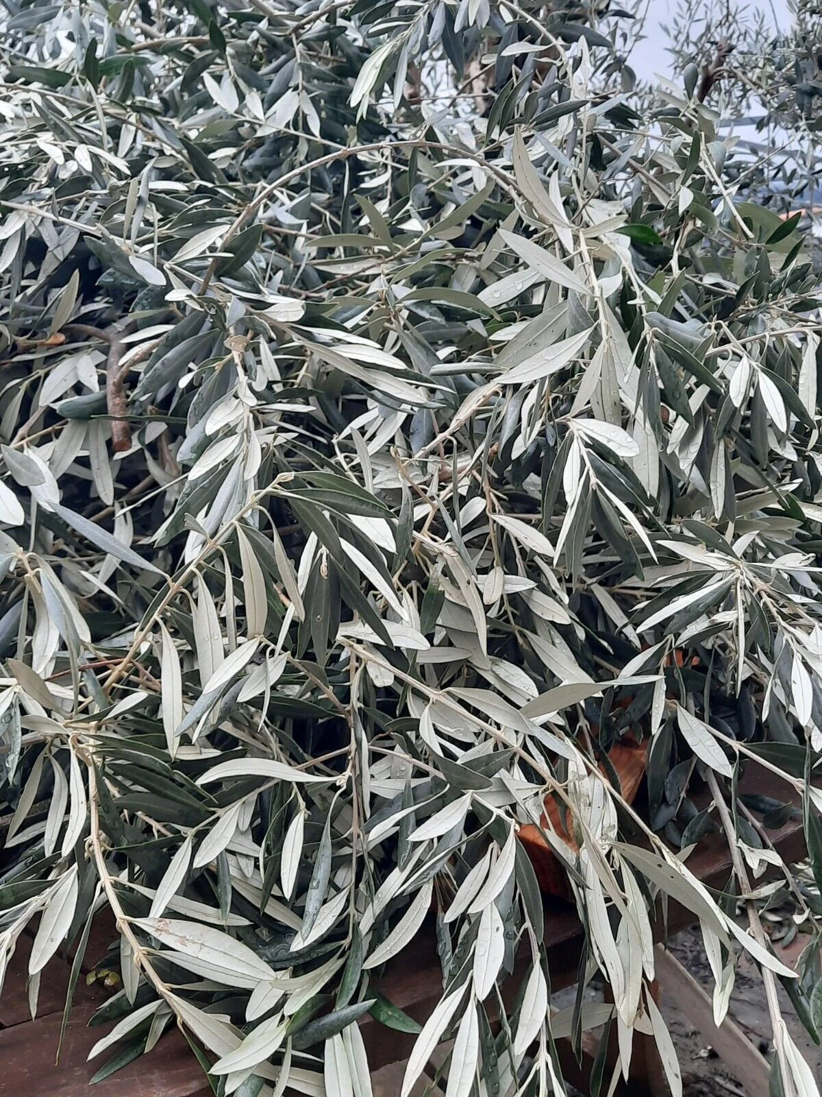 100% Olive cut Leaf  🌿 dried loose herb *NEW HARVESTED 2024* 📢 tea/infusions