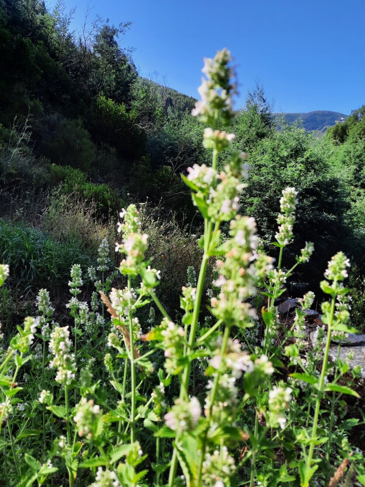 100% Catnip Herb 🌿dried loose herbal EXTRA fresh NEW HARVEST 2025 📢