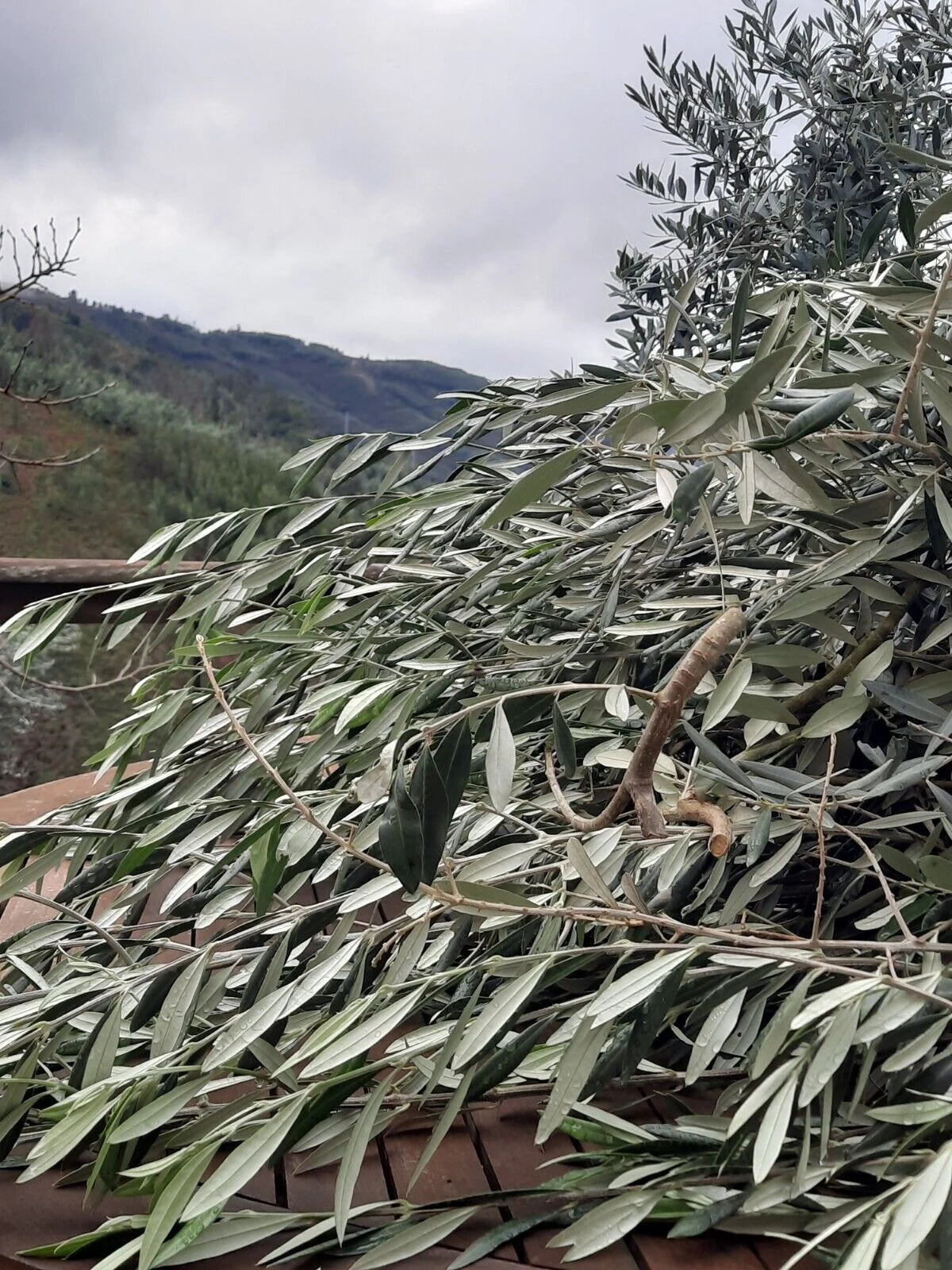100% Olive cut Leaf  🌿 dried loose herb *NEW HARVESTED 2024* 📢 tea/infusions