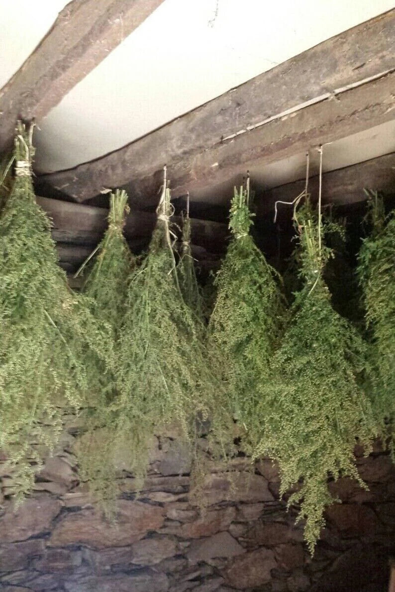 Sweet Mugwort powder Artemisia Annua Sweet Annie, Wormwood Sagewort herb/tea/tinctures💊🍵