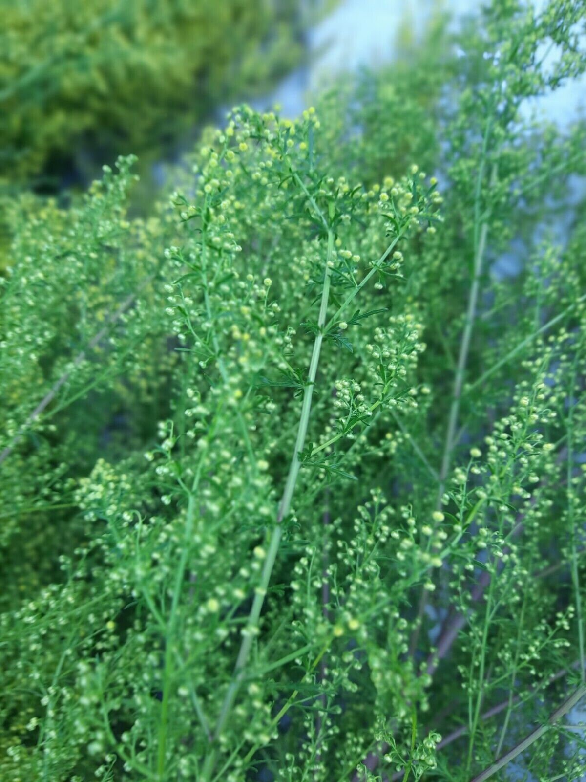 Sweet Mugwort powder Artemisia Annua Sweet Annie, Wormwood Sagewort herb/tea/tinctures💊🍵