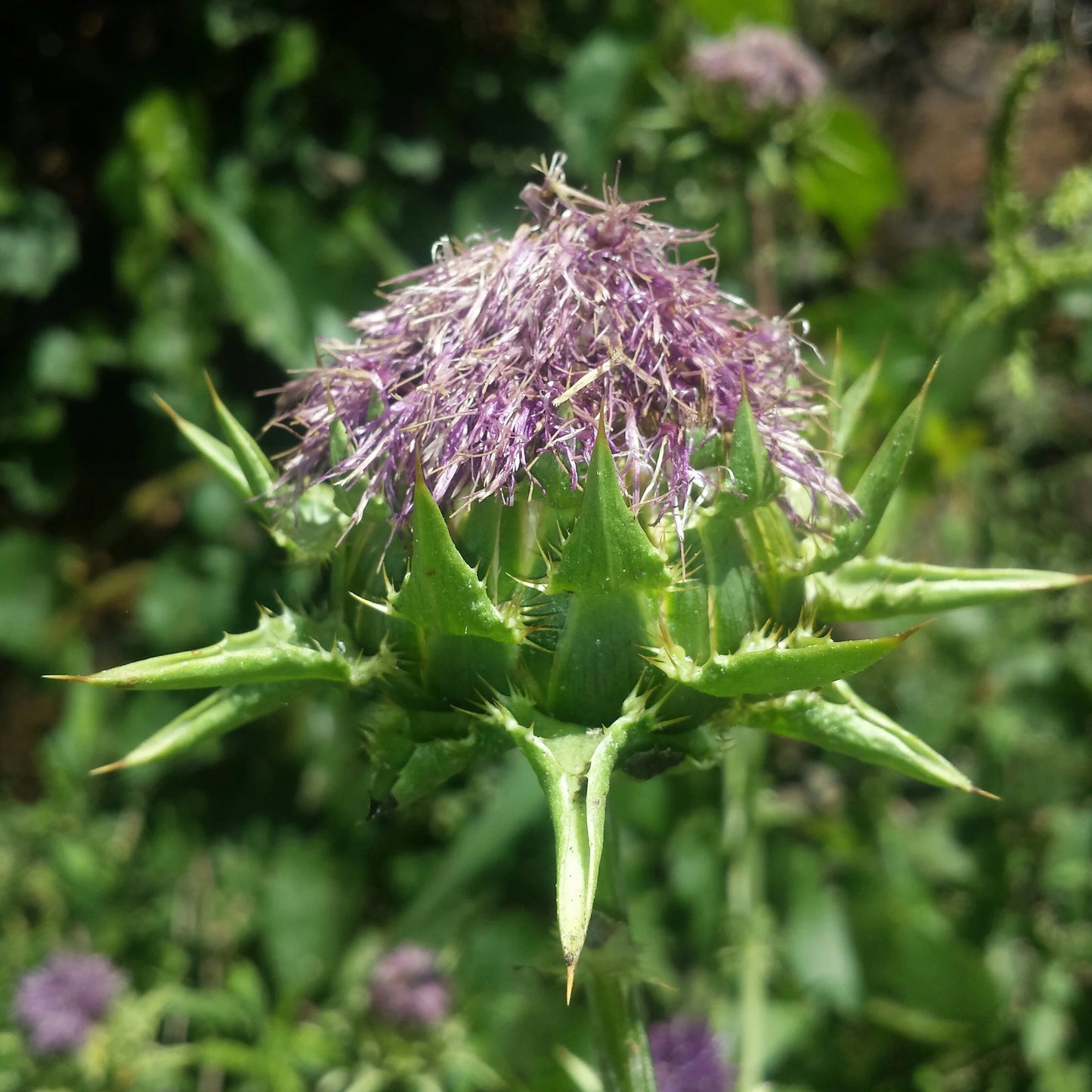 100% Milk Thistle Seed powder WILD HARVESTED  tinctures capsule tea โ๐