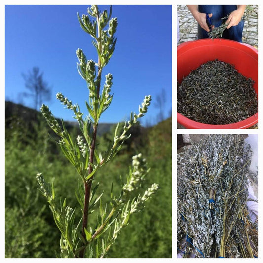 100% Mugwort🌿 Artemisa vulgaris NEW HARVESTED 2025📢 loose dried herb tea