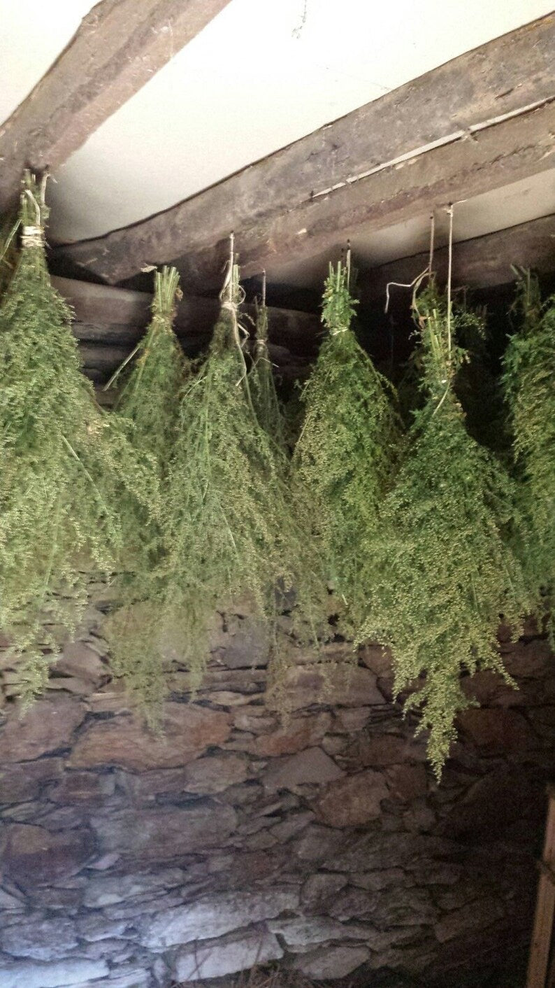 Sweet Mugwort 🌿Artemisia Annua Sweet Anni, Wormwood Sagewort dried Herb HARVESTED 📢