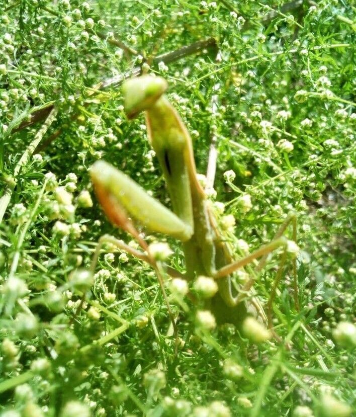 Sweet Mugwort seeds🌱 1 g BULK 📢 10,000 Qing hao,Sweet Annie,sagewort ,wormwood