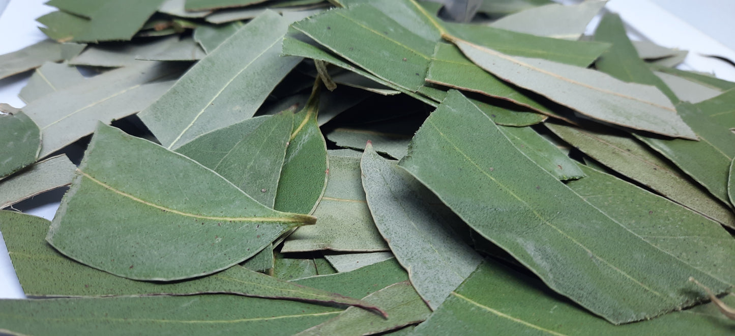 30g-Kgs New Harvest 2026 Eucalyptus Cut Leaves: Tea, Tinctures, Soap, Bath Soak (Eucalyptus Globulus)