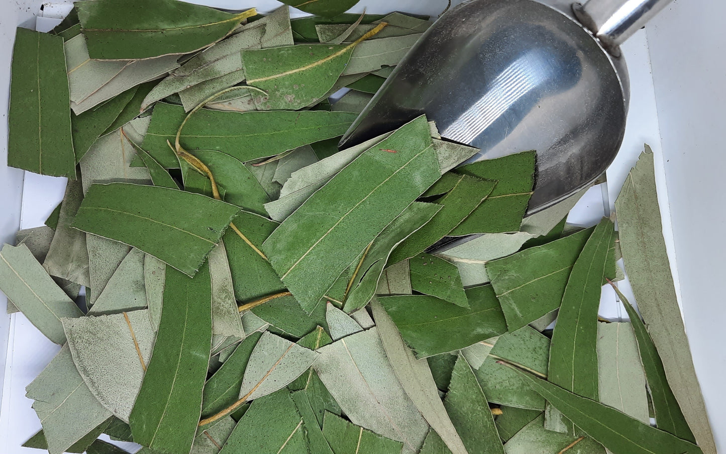 30g-Kgs New Harvest 2026 Eucalyptus Cut Leaves: Tea, Tinctures, Soap, Bath Soak (Eucalyptus Globulus)