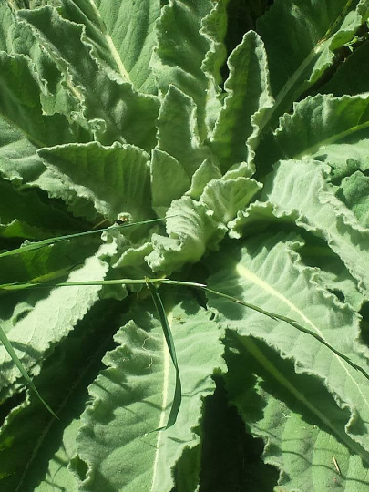 Marshmallow Raspberry Mullein leaf 🌿30g-kg dried smoking🍵tea 3 HERB BLENDS📢