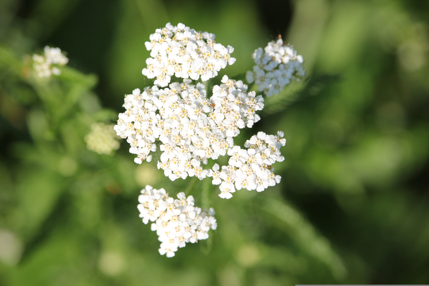Common Yarrow BULK DEAL📢7,000 1xgram Seeds Achillea millefolium Herbal Herb🌱