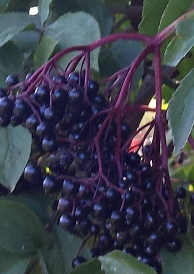 ELDERBERRY 100% WILD HARVESTED Dried herb Loose Herbal Tea infusion/tinctures☕💊 Saltadorio herbs