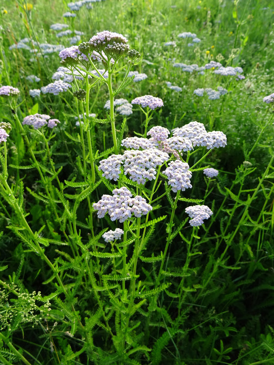 Common Yarrow BULK DEAL📢7,000 1xgram Seeds Achillea millefolium Herbal Herb🌱
