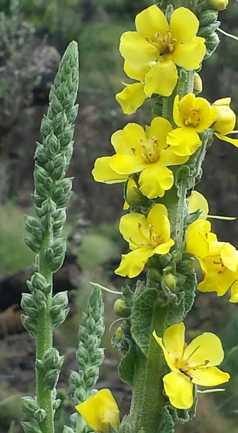 100% ORGANIC Mullein Herb 🌿 Verbascum thapsus loose dried herb herbal tea 🍵