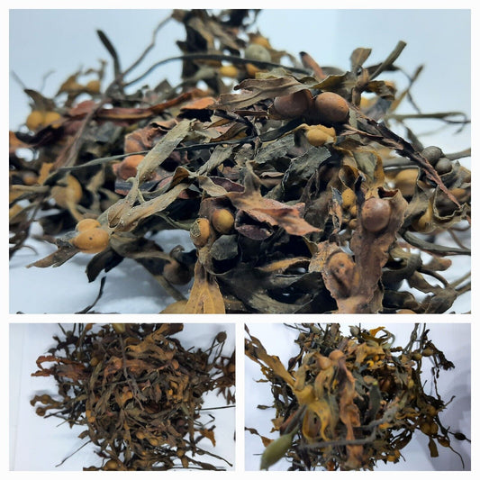 Bladderwrack Herb Dried Algae Fucus vesiculosus Thallus cut seaweed Kelp