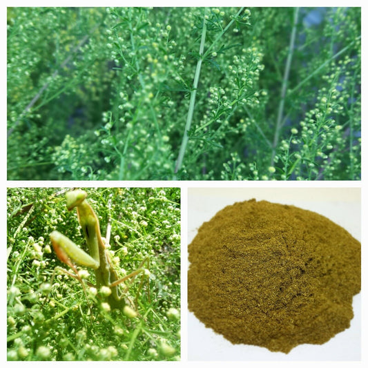 Sweet Mugwort seeds🌱 1 g BULK 📢 10,000 Qing hao,Sweet Annie,sagewort ,wormwood